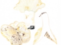 Russula chloroides  (Krombh.) Bres. , Schmalblättriger Weißtäubling