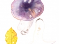 Russula cyanoxantha,(Schaeff.) Fr, , Frauen-Täubling 1