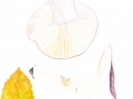 Russula cyanoxantha, (Schaeff.) Fr. , Frauen-Täubling 2