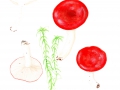 Russula emetica (Schaeff.) Pers. agg. , Kirschroter Spei-Täubling