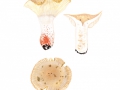 Russula pectinatoides Peck , Kratzender Kamm-Täubling