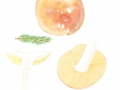 Russula variecolor  J.Blum , Verschiedenfarbiger Täubling 1