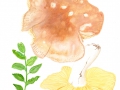 Russula variecolor J.Blum , Verschiedenfarbiger Täubling 2