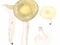 Russula violeipes Quél. , Violettstieliger Pfirsich-Täubling