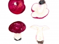 Russula xerampelina (Schaeff.) Fr. agg. , Rotstieliger Herings-Täubling