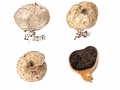 Scleroderma areolatum Ehrenb. , Gefelderter Kartoffelbovist, Leopardenfell-Hartstäubling