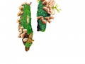 Stereum gausapatum  (Fr.) Fr. , Eichenschichtpilz, Zottiger Eichenschichtpilz