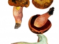 Suillelus mendax (Simonini & Vizzini) Vizzini, Simonini & Gelardi , Kurznetziger Hexenröhrling, Trügerischer Hexenröhrling