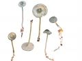 Tephrocybe rancida (Fr.) Donk , Wurzel-Graublatt