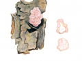 Tremella encephala Pers.: Fr. , Weißkerniger Zitterling, Kiefern-Kernling, Alabaster-Kernling