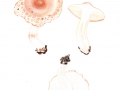 Tricholoma boudieri  Barla , Rötender Seifenritterling