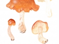 Tricholoma ustale  (Fr.: Fr.) Kumm. , Brandiger Ritterling 2