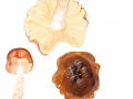 Tricholoma ustale (Fr.: Fr.) Kumm. , Brandiger Ritterling
