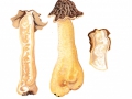 Verpa bohemica  (Krombh.) J.Schröt. var. bohemica , Böhmische Verpel, Runzelverpel