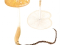 Xerula radicata (Relh.: Fr.) Dörfelt var. radicata , Wurzelnder Schleimrübling, Grubiger Wurzelschleimrübling