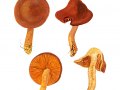 1_Cortinarius-Derm.-sommerfeltii