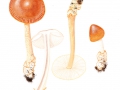 Amanita fulva (Schaeff.) Fr. , Fuchsiger Streifling, Rotbräunlicher Scheidenstreifling
