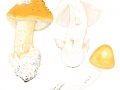 Amanita subnudipes (Romagn.) Tull, , Weißstieliger Safranstreifling, Weißstieliger Safran-Scheidenstreifling