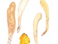Clavariadelphus pistillaris (L.: Fr.) Donk , Herkuleskeule