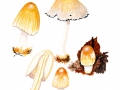Coprinellus domesticus (Bolton: Fr.) Vilgalys et al. , Großer Holz-Zystidentintling