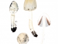 Coprinopsis atramenarius (Bull.: Fr.) Rehead et al. , Grauer Falten-Velumtintling