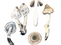 Coprinopsis romagnesiana (Singer) Redhead et al. , Braunschuppiger Faltentintling, Braunschuppiger Tintling 2