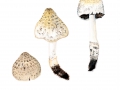 Coprinopsis romagnesiana (Singer) Redhead et al. , Braunschuppiger Faltentintling, Braunschuppiger Tintling