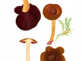 Cortinarius (Derm.) purpureus (Bull.) Bidaud et al. , Purpurroter Hautkopf