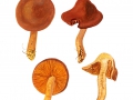 Cortinarius (Derm.) sommerfeltii  Hoil. , Trübfarbener Hautkopf, Orangeblättriger Hautkopf