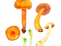 Cortinarius (Lepr.) limonius (Fr.: Fr.) Fr. , Löwengelber Raukopf, Hygrophaner Raukopf 2
