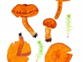 Cortinarius (Lepr.) limonius (Fr.: Fr.) Fr. , Löwengelber Raukopf, Hygrophaner Raukopf