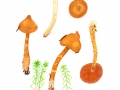 Cortinarius (Lepr.) rubellus Cooke , Spitzgebuckelter Raukopf, Spitzgebuckelter Orangeschleierling