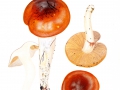 Cortinarius (Myx.) mucosus (Bull.: Fr.) Fr. , Heide-Schleimfuß
