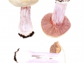 Cortinarius (Phleg.) anserinus (Velen.) Hry. , Buchen-Klumpfuß