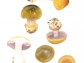 Cortinarius (Phleg.) aureopulverulentus M.M.Moser , Goldbestäubter Nadelbaum-Klumpfuß