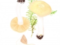 Cortinarius (Phleg.) caesiostramineus Hry. , Bitterer Elfenbein-Klumpfuß