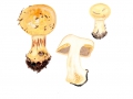 Cortinarius (Phleg.) elegantior (Fr.) Fr. , Messinggelber Klumpfuß