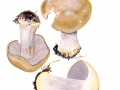 Cortinarius (Phleg.) glaucopus Hry. , Reihiger Klumpfuß
