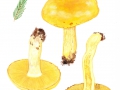 Cortinarius (Phleg.) percomis Fr. , Würziger Schleimkopf , Würziger Fichten-SchleimkopfS
