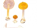 Cortinarius (Phleg.) piceae Froslev et al., Kleiner Nadelwald-Amethyst-Klumpfuß