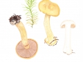 Cortinarius (Phleg.) platypus (M.M.Moser) M.M.Moser , Flachknolliger Amethyst-Klumpfuß