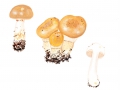 Cortinarius (Phleg.) papulosus Fr. , Körnigfädiger Schleimkopf