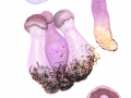 Cortinarius (Ser,) camphoratus (Fr.) Fr. , Bocks-Dickfuß, Stink-Dickfuß2