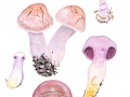 Cortinarius (Ser.) camphoratus (Fr.) Fr. , Bocks-Dickfuß, Stink-Dickfuß
