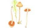 Cortinarius(Ser.)-spilomeus  (Fr.: Fr.) Fr. , Rotgefleckter Raukopf , Kupferschuppiger Seidenkopf