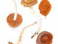 Cortinarius (Tel.) duracinus Fr. s.l. , Spindeliger Wasserkopf