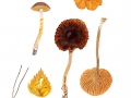 Cortinarius saniosus (Fr.) Fr. agg. , Gelbgeschmückter Raukopf