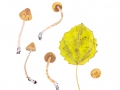 Cortinarius spec. 12