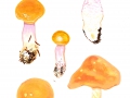 Cortinarius(Phleg.) anomalochrascens Chevassut & Hry. , Violettblättriger Fichtenwald-Schleimkopf