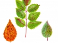Cumminsiella mirabillisma (Peck) Nannf. , Mahonien-Rost